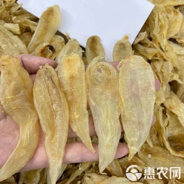 金龍魚膠1300一斤貴嗎