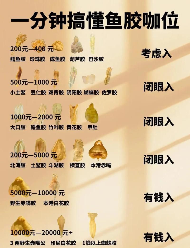 金龍魚膠1300一斤貴嗎