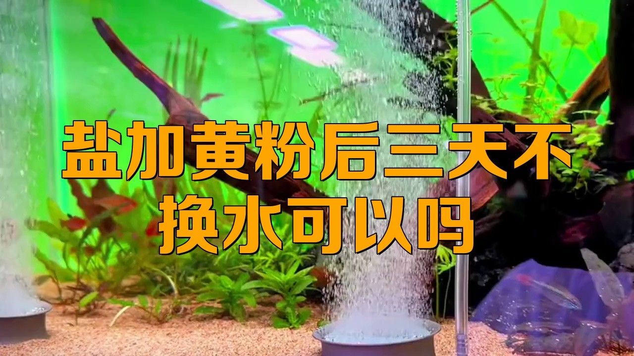 紅龍魚使用黃粉后需要換水嗎？