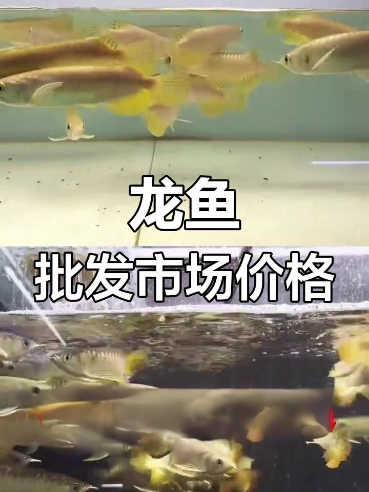 哪里可以買到純種龍魚？ 哪里可以買到純種龍魚？ 龍魚百科 第6張