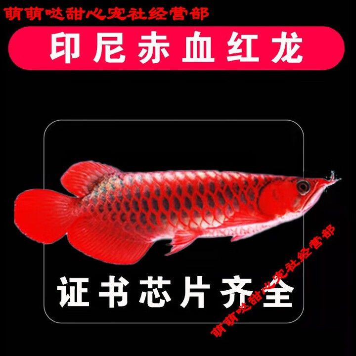 哪里可以買到純種龍魚？ 哪里可以買到純種龍魚？ 龍魚百科 第17張