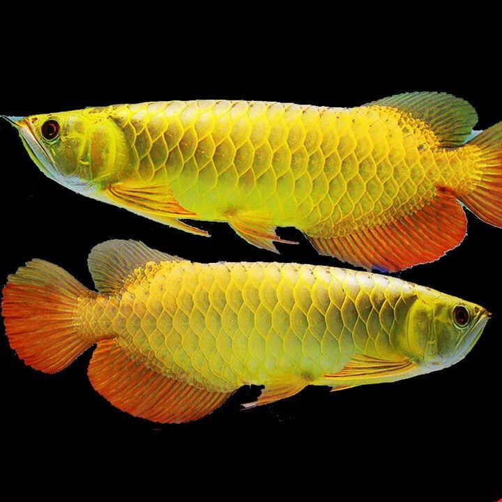 哪里可以買到純種龍魚？ 哪里可以買到純種龍魚？ 龍魚百科 第18張