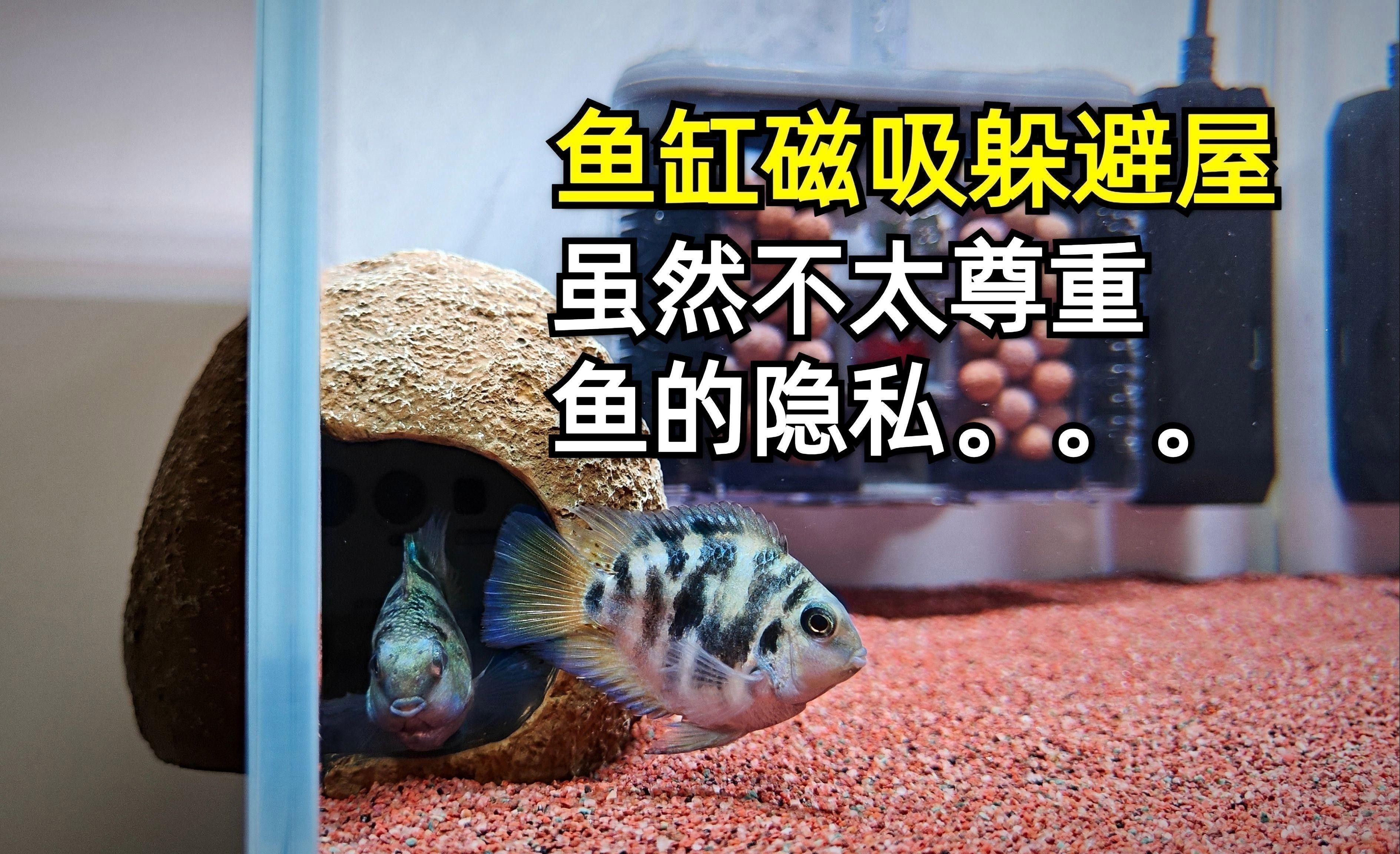 如何設(shè)置魚缸躲避物？