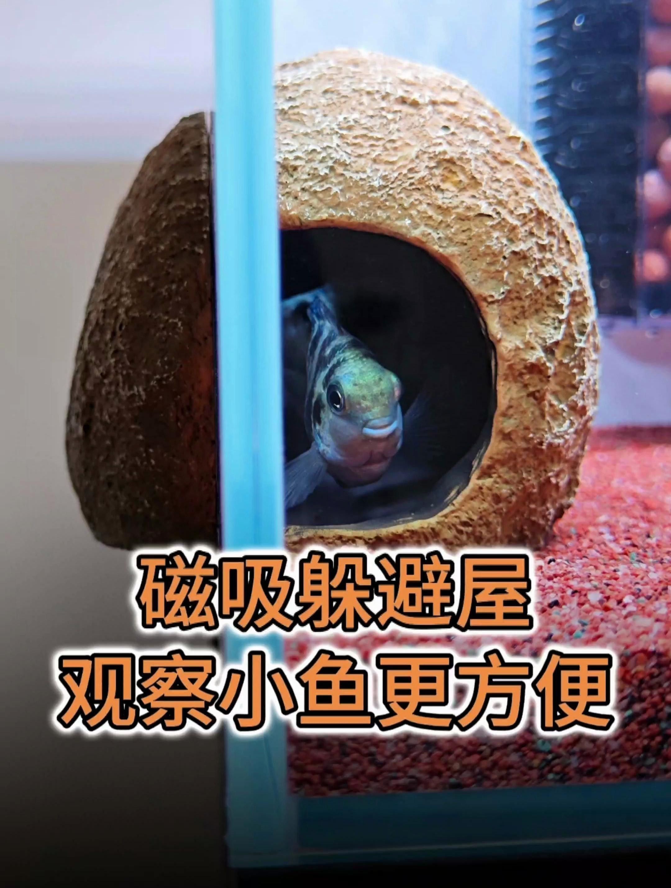 如何設(shè)置魚缸躲避物？