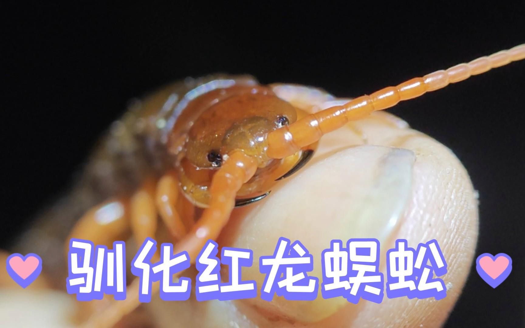 紅龍蜈蚣的攻擊性有多強？