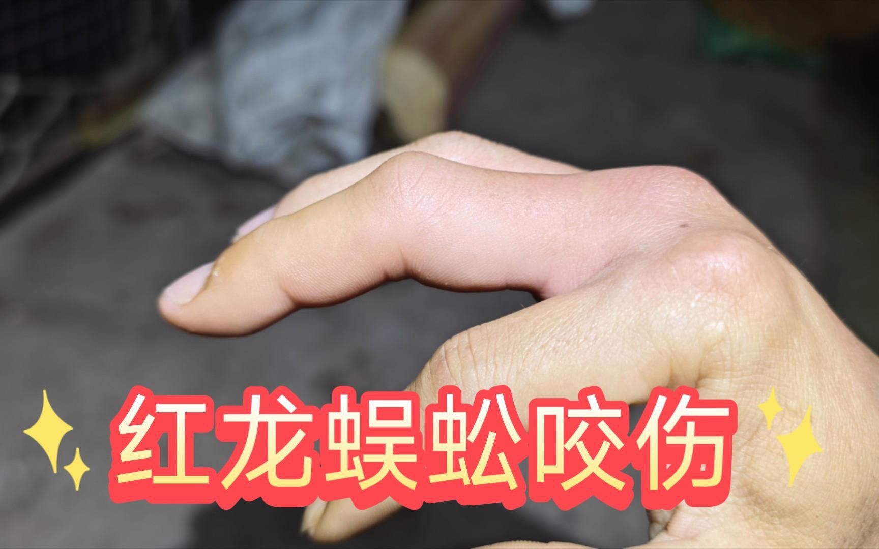 紅龍蜈蚣的攻擊性有多強？