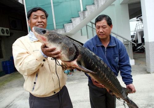 中華鱘和鱘龍魚圖片