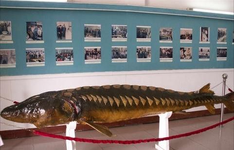 中華鱘和鱘龍魚圖片