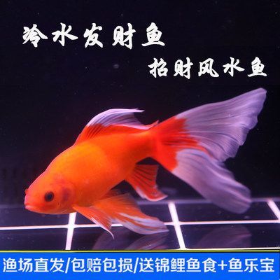 龍鳳鯉魚的選購技巧，選購龍鳳鯉魚時應注意其外觀、鱗片、魚鱗、鰓以及魚肉的新鮮度