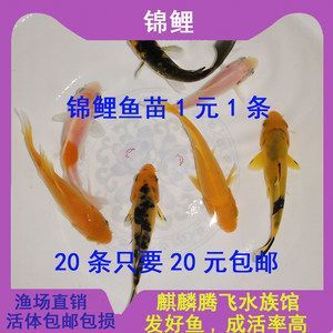 龍鳳鯉魚的選購技巧，選購龍鳳鯉魚時應注意其外觀、鱗片、魚鱗、鰓以及魚肉的新鮮度