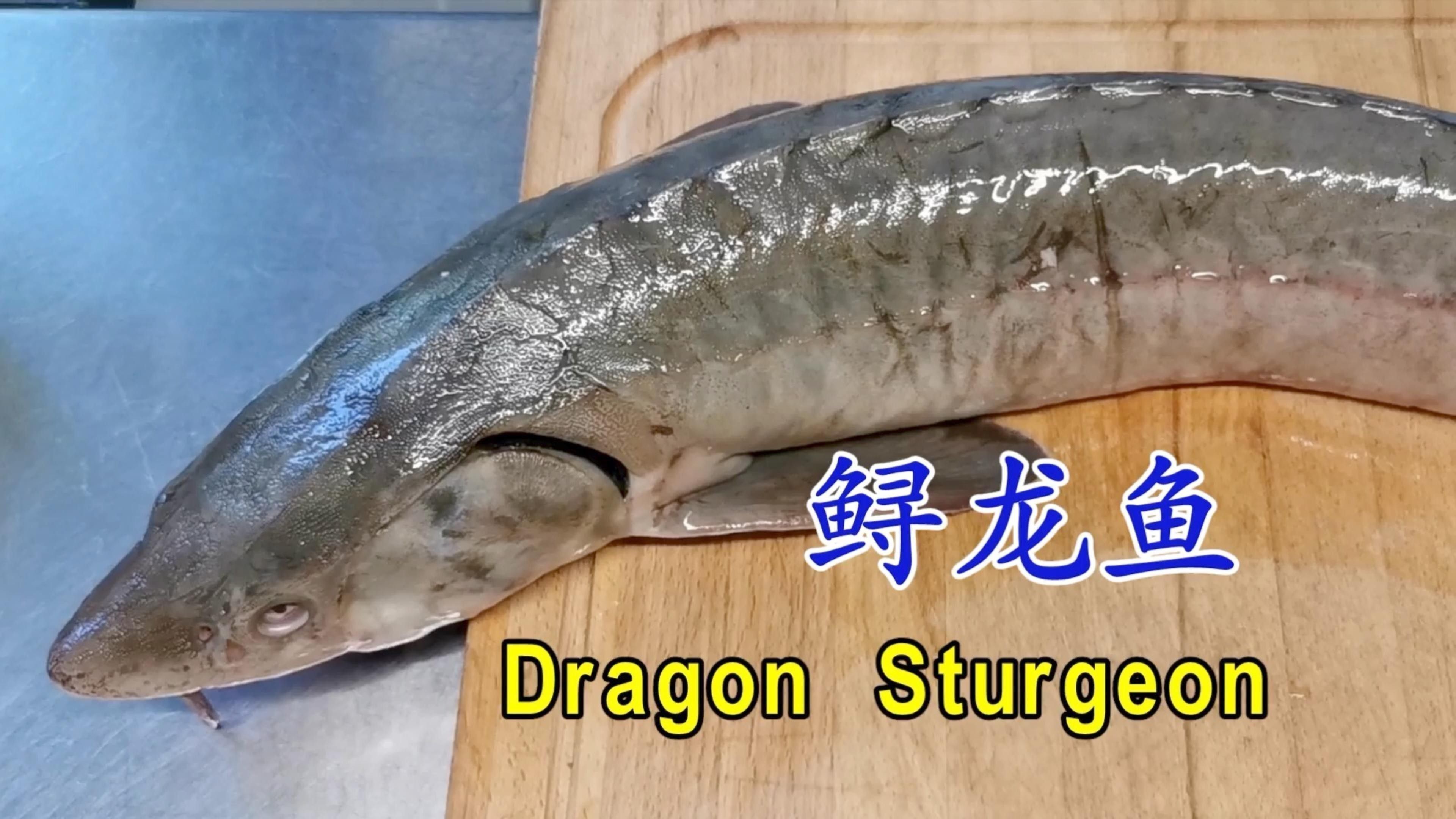 中華鱘和鱘龍魚圖片
