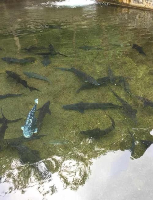 中華鱘和鱘龍魚圖片