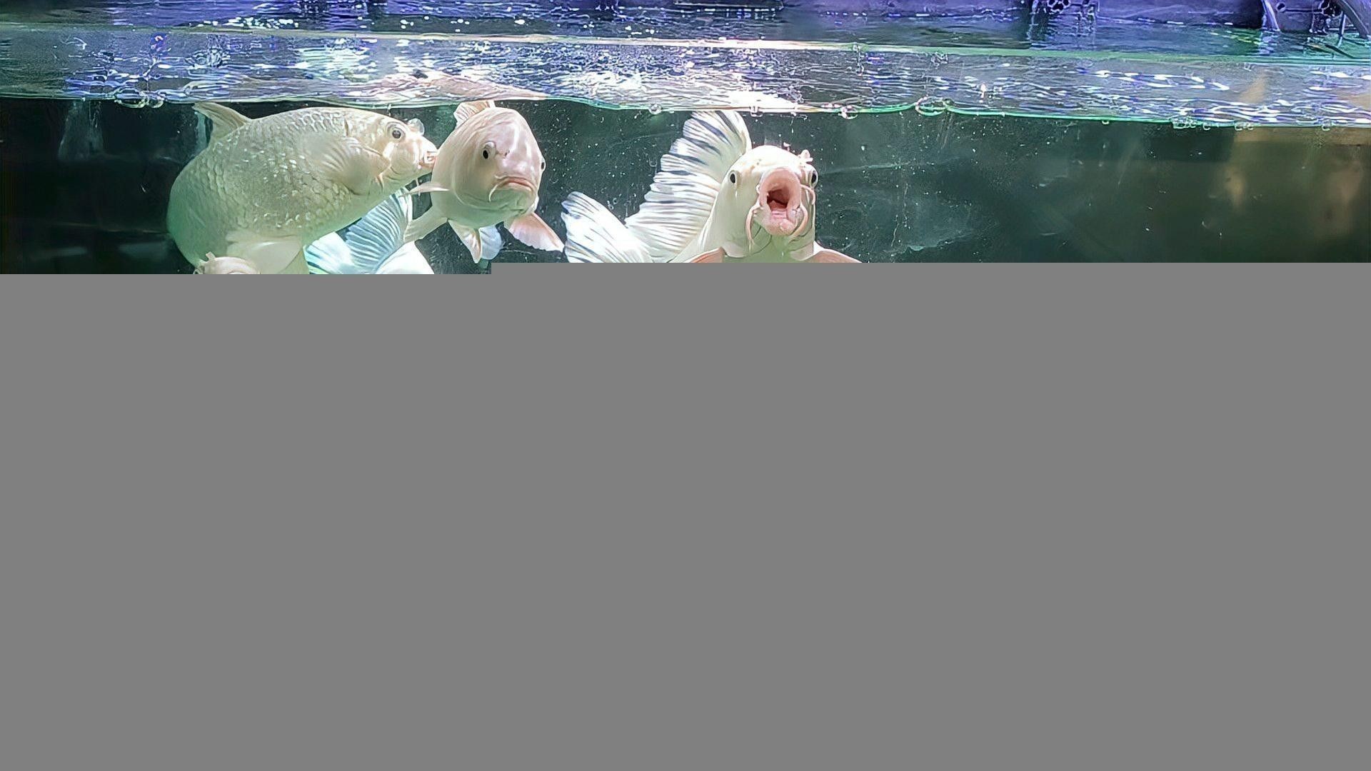 化骨龍魚圖片事件