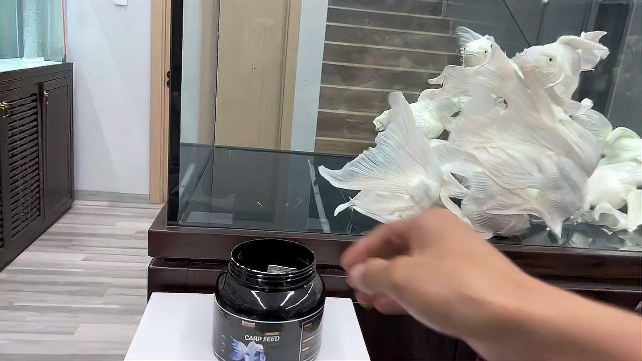 化骨龍魚圖片事件