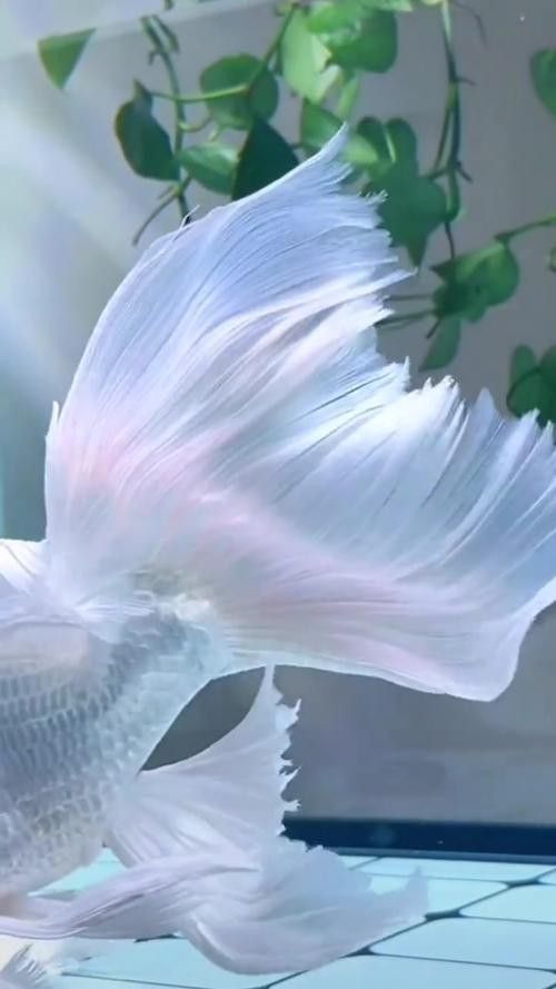 化骨龍魚圖片事件