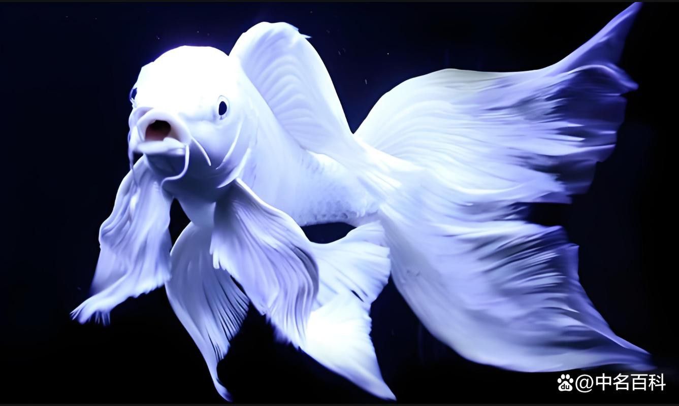 化骨龍魚圖片事件