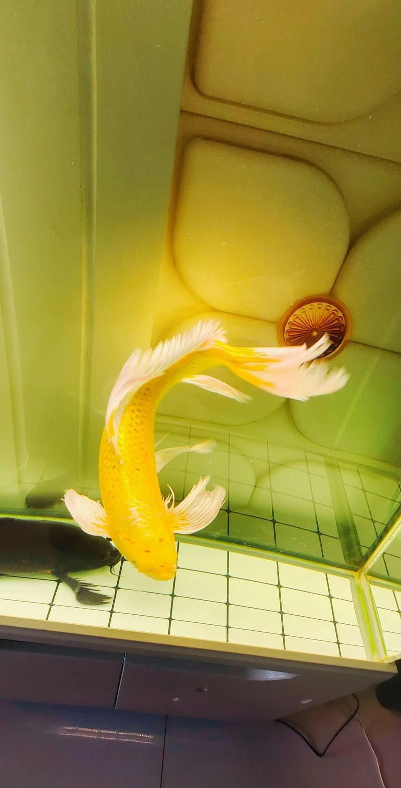 化骨龍魚圖片事件
