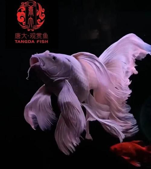 化骨龍魚圖片事件