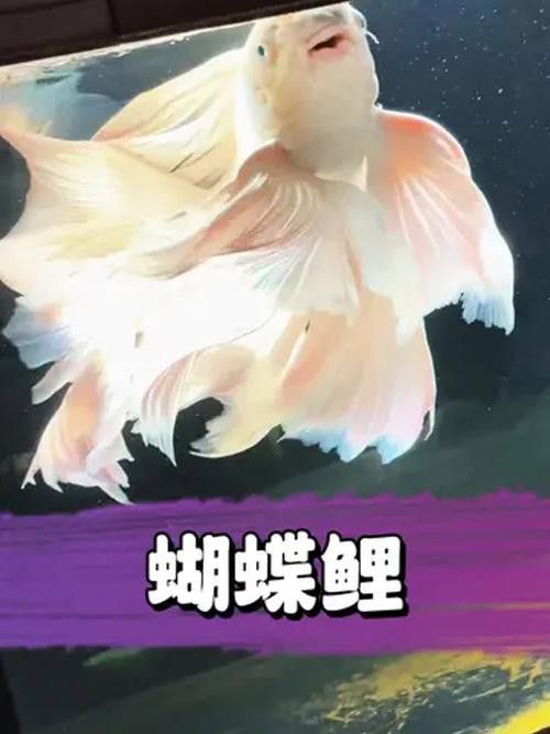 化骨龍魚圖片事件