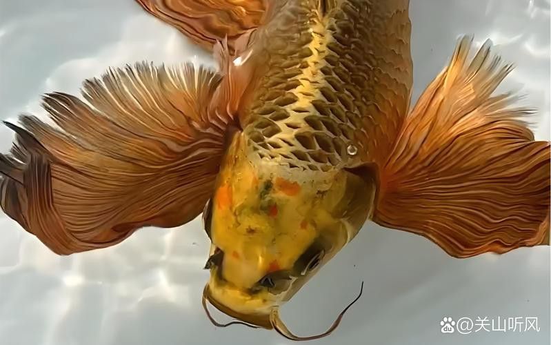 化骨龍魚圖片事件