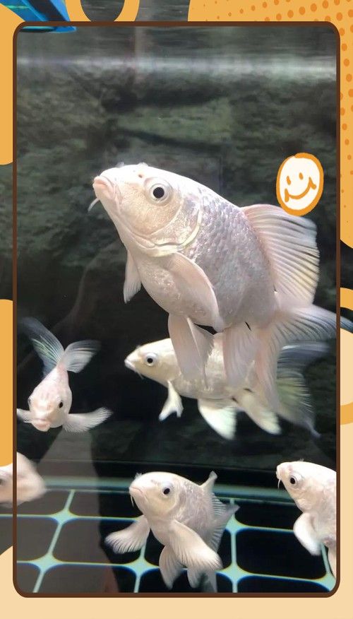 化骨龍魚圖片事件