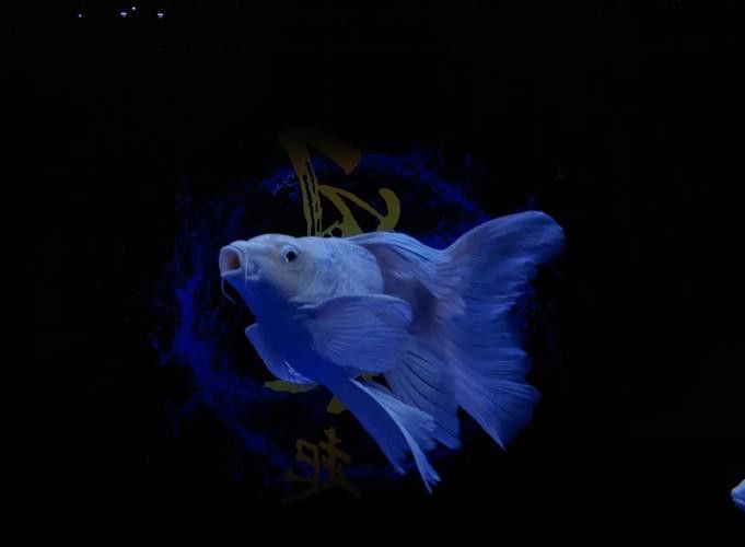 化骨龍魚圖片事件