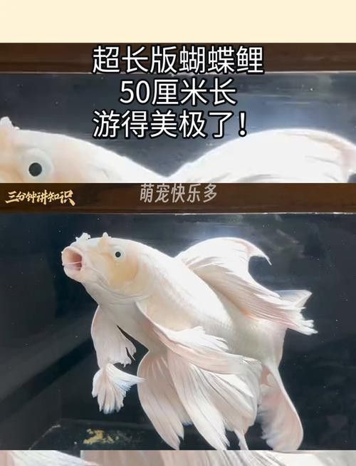 化骨龍魚圖片事件