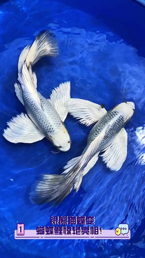 化骨龍魚圖片事件