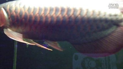 養(yǎng)龍魚(yú)濾材多久換一次：養(yǎng)龍魚(yú)的濾材更換和清洗頻率