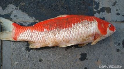 常見觀賞魚的圖片及其相關信息，觀賞魚的圖片及其相關信息：常見觀賞魚有哪些圖片及其相關信息