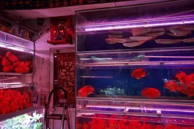 金龍魚24小時開燈是不是有助于發(fā)色(如何判斷金龍魚發(fā)色好壞) 龍魚百科 第1張 金龍魚24小時開燈是不是有助于發(fā)色(如何判斷金龍魚發(fā)色好壞) 金龍魚24小時開燈是不是有助于發(fā)色(如何判斷金龍魚發(fā)色好壞) 龍魚百科 第1張