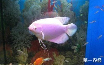 治療龍魚腸胃哪種藥最好使：招財魚和銀龍魚可以一起養嗎？