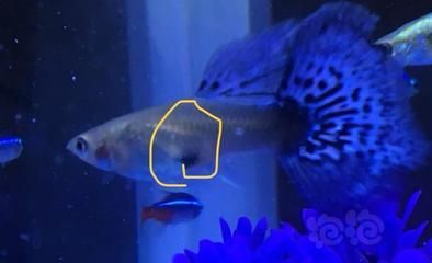 龍魚可以用亞甲基藍嗎:龍魚可以使用亞甲基藍嗎 龍魚百科 第2張 龍魚可以用亞甲基藍嗎:龍魚可以使用亞甲基藍嗎 龍魚可以用亞甲基藍嗎:龍魚可以使用亞甲基藍嗎 龍魚百科 第2張