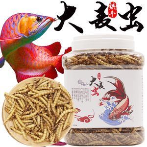 金龍魚一天吃多少大麥蟲：金龍魚喂食量取決于其大小和年齡以下是具體的信息