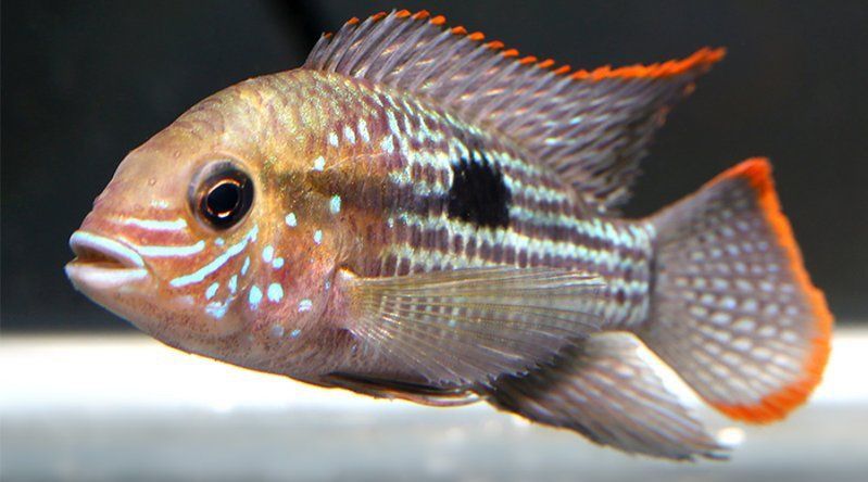 藍(lán)財(cái)神魚(yú)性格