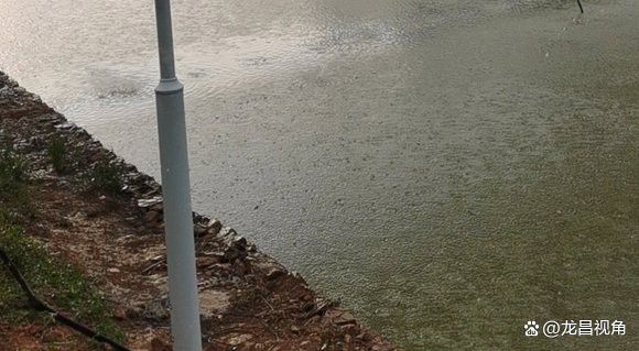 紅龍魚受到重金屬污染后如何處理？ 紅龍魚受到重金屬污染后如何處理？ 龍魚百科 第2張