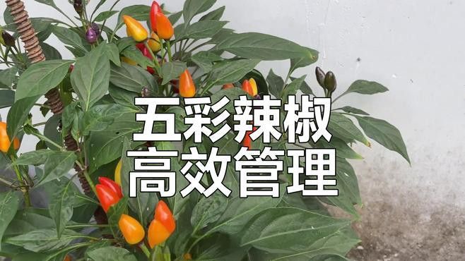 五彩金龍魚圖片大全大圖 五彩金龍魚圖片大全大圖 龍魚百科 第25張