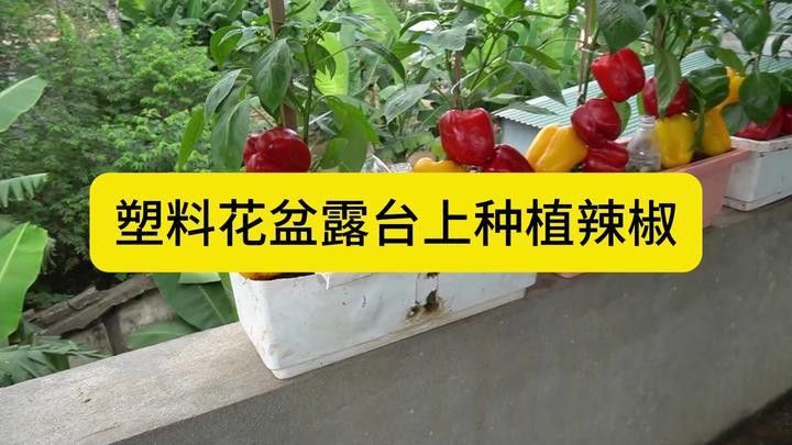 五彩金龍魚圖片大全大圖 五彩金龍魚圖片大全大圖 龍魚百科 第29張