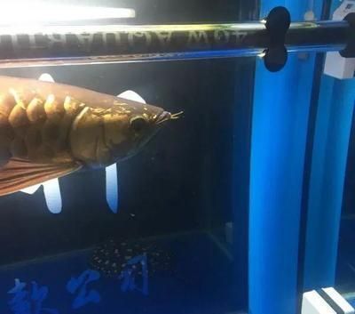 預防龍魚掉眼睛缸底什么顏色好：預防龍魚掉眼