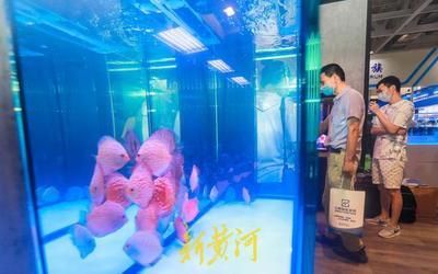 濟(jì)南龍魚展會(huì)時(shí)間表（2019年濟(jì)南魚缸展會(huì)時(shí)間表360問答）