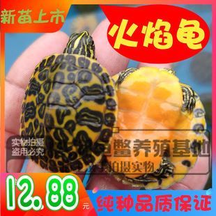 龍魚幼苗掛蛋苗：如何提高龍魚幼苗掛蛋苗的生物學(xué)原理