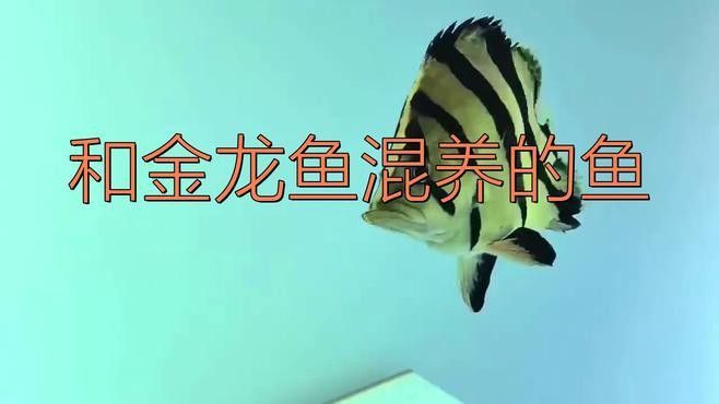 金龍魚與什么魚最佳搭檔混養