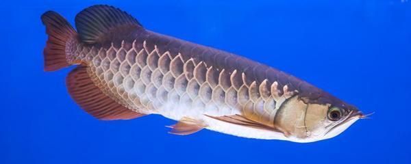 龍魚喂什么活食好養活又好吃：龍魚喂什么活食好養活又好吃龍魚喂什么活食好養活又好吃