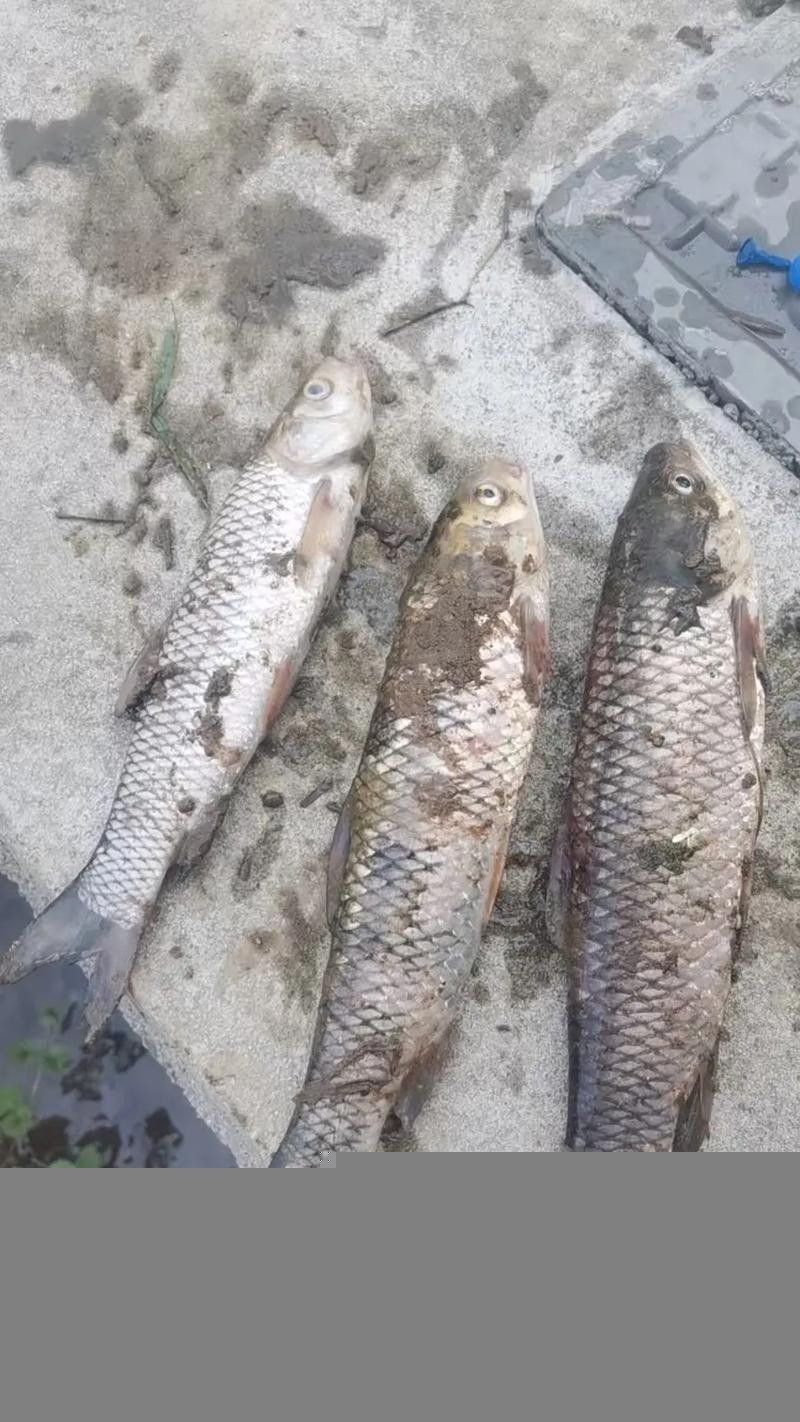 龍魚身上白毛尾巴白疙瘩 龍魚百科 第22張 龍魚身上白毛尾巴白疙瘩 龍魚身上白毛尾巴白疙瘩 龍魚百科 第22張