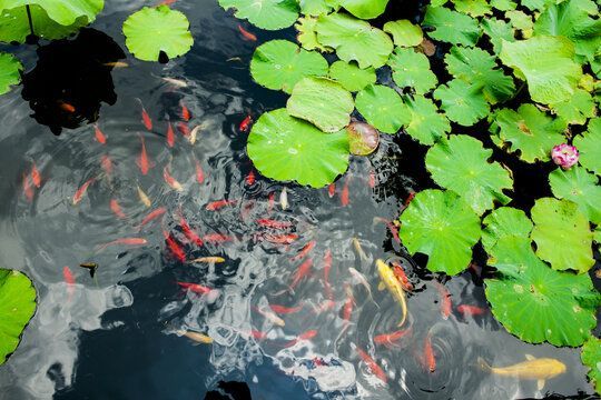 小龍魚的產(chǎn)自哪里的魚類：小龍魚的產(chǎn)地主要集中在東南亞和南美洲的部分地區(qū)