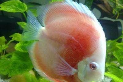 金龍魚頭小身寬能養成嗎，金龍魚頭小身寬好嗎能養嗎：金龍魚頭小身寬好嗎，養殖金龍魚需要考慮 金龍魚頭小身寬能養成嗎，金龍魚頭小身寬好嗎能養嗎：金龍魚頭小身寬好嗎，養殖金龍魚需要考慮 龍魚百科