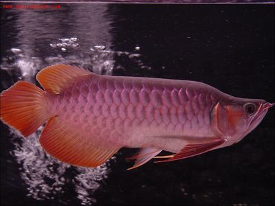龍魚都有哪些疾病癥狀：龍魚可能遭遇的部分常見疾病及其相應的癥狀及其相應癥狀