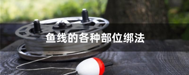 魚缸擺放最佳位置示意圖（魚缸風水擺放圖解客廳魚缸布置技巧魚缸擺放影響財運嗎） 魚缸擺放最佳位置示意圖（魚缸風水擺放圖解客廳魚缸布置技巧魚缸擺放影響財運嗎） 龍魚百科 第3張