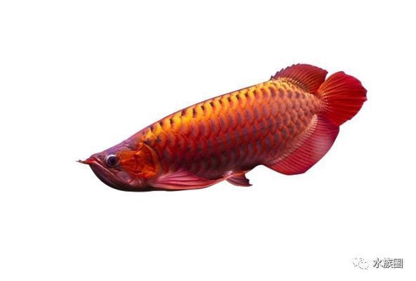 龍魚缸水質(zhì)的維護與管理：龍魚缸水質(zhì)維護與管理