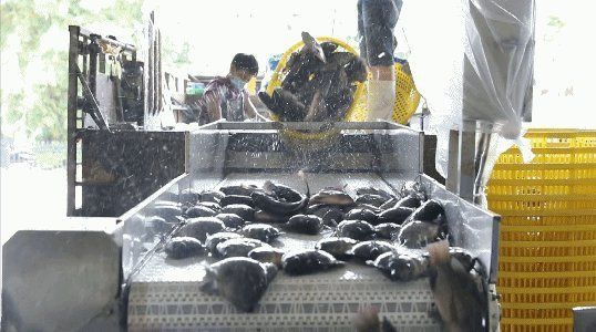 羅非魚廣東叫什么